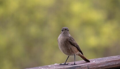 A familiar chat perched on a verandah railing isolated against a green background with copy space