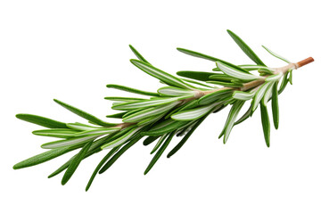 Dancing Elegance: A Rosemary Sprig on a White Canvas on Transparent PNG Background...