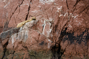 Sea lion looking at the camera. Islas Ballestas, Paracas National Reserve, Peru.  Pink rocks on the Pacific Ocean