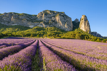 Summer view of Lavender fields in bloom and mountains near village of Saou in the department of Drome (Alps). France