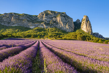 Summer view of Lavender fields in bloom and mountains near village of Saou in the department of...