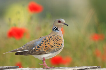 European turtle dove, Streptopelia turtur, red poppies in background