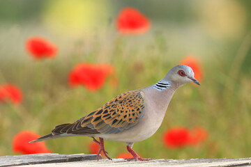 European turtle dove, Streptopelia turtur, red poppies in background