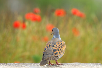 European turtle dove, Streptopelia turtur, red poppies in background