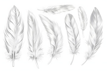 Obraz premium beautiful collection sketching white feather isolated on white background AI