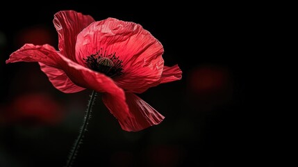 Red poppy flower on dark background for memorial day concept