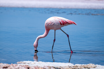 Flamingos in the Atacama salt flat, Chile