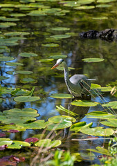 Gray Heron bird wades in the water, Irish wildlife