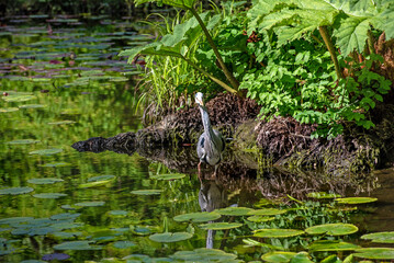Gray Heron bird wades in the water, Irish wildlife