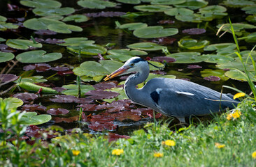 Gray Heron bird with a caught fish in its beak