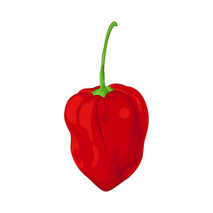 Illustration of red chili pepper 