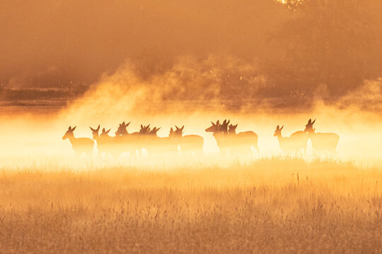 rotwild im morgennebel