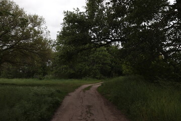 road through the woods