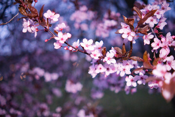 kirschbaum, rosa, blüte, frühling, rosa blüten, park, zwickau, ernte, frühblüher, blütezeit, verlieben, verliebt, paar, ehe, heiraten, landschaft, silberhochzeit, urlaub, pflaumenbaum, grün, wiese