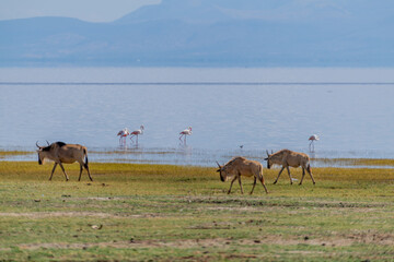 Fototapeta premium wildlife at lake Manyara in Tanzania