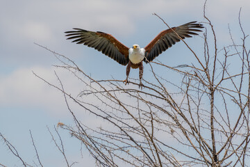 wildlife at lake Manyara in Tanzania