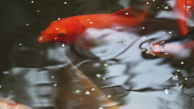 Top view of the pond with colorful fish. Watching fish in the water. Landscape design of parks.