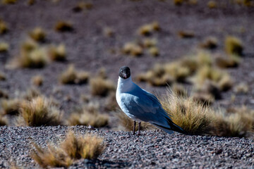 desert landscape of the highlands of Chile