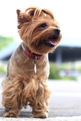 Yorkshire terrier on a walk. A small dog on a leash walks in the park. A pet. Dog is a human best...