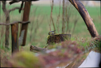 caccia fotografica durante una giornata in pieno sole