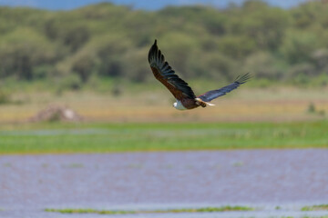 wildlife at lake Manyara in Tanzania