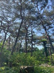 Fototapeta premium forest, tree 
