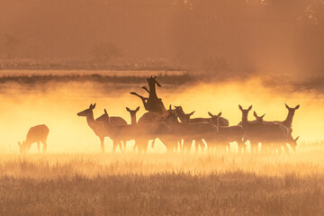 rotwild im morgennebel