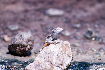 lizard in the Atacama salt flat, Chile