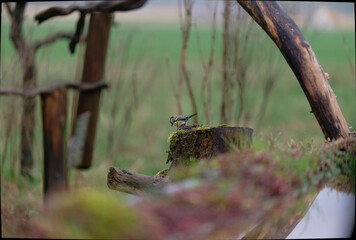 caccia fotografica durante una giornata in pieno sole