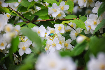 Majestic view of beautiful lush green valley with trees and colorful grass against picturesque high mountains in asturias in