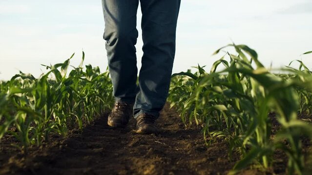Front view of the farmers legs walking in the field between the rows of corn at sunset.