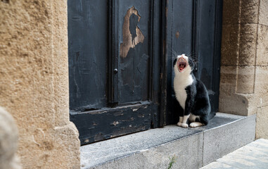 The cat sits in front of the door and asks to go home.