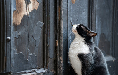 The cat sits in front of the door and asks to go home.