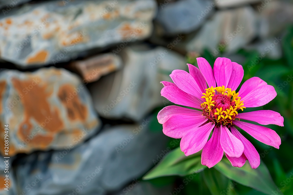 Wall mural A pink flower is in front of a stone wall