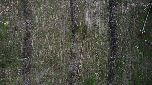 Aerial top view of a cleared forest with fallen and uprooted trees. Logging for lumber. Destruction of nature and ecosystem by people. Heaps with felled trees. High quality 4k footage