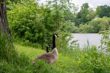 Wild Goose in the nature