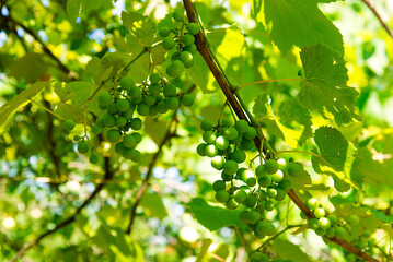 Vineyard with bunches of green grapes