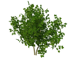 Fototapeta premium Pianta albero fusto con e senza vaso Albero con e senza foglie arancioni, verdi, gialle, rosse fondo trasparente e isolato