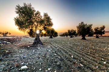 Amanecer en el olivar