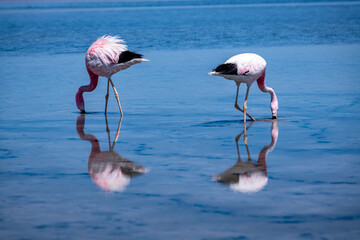Flamingos in the Atacama salt flat, Chile
