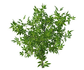 Pianta albero fusto con e senza vaso Albero con e senza foglie arancioni, verdi, gialle, rosse fondo trasparente e isolato