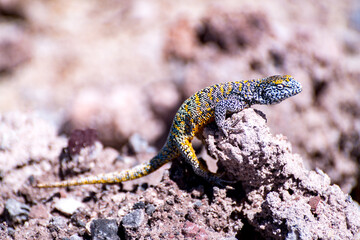 lizard in the Atacama salt flat, Chile