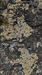texture of gray stone wall, stone fence, texture of stone, cobblestone