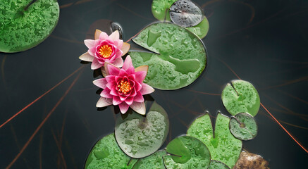 Water lily flower in shades of pink with green leaves in a water pond, overhead shot.