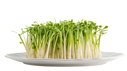 Fresh Beginnings: White Plate Adorned With Vibrant Green Sprouts