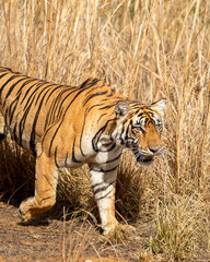 wild female bengal tiger or panthera tigris or tigress side profile closeup running in her...