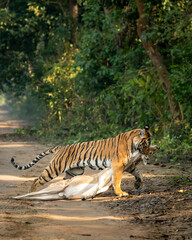 wild royal bengal female tiger or panthera tigris dragging spotted deer or chital kill in his mouth...
