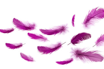 Obraz premium Dance of the Purple Plumes on Transparent PNG Background...