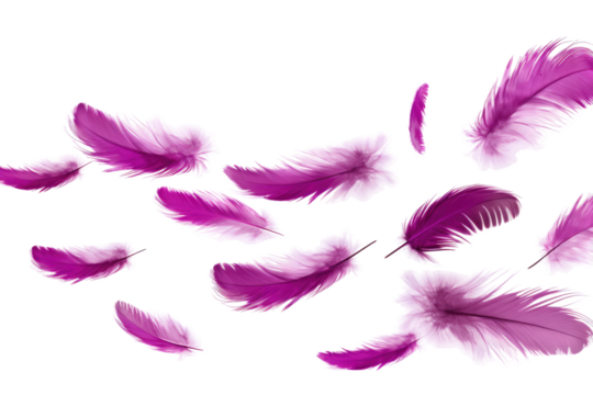 Dance of the Purple Plumes on Transparent PNG Background...