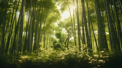 Bamboo forest in the morning with sunlight. Panoramic image.